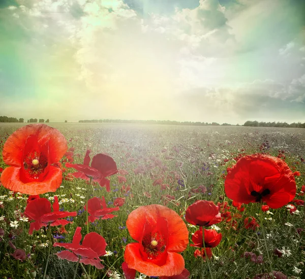 Landscape poppy flowers — Stock Photo, Image