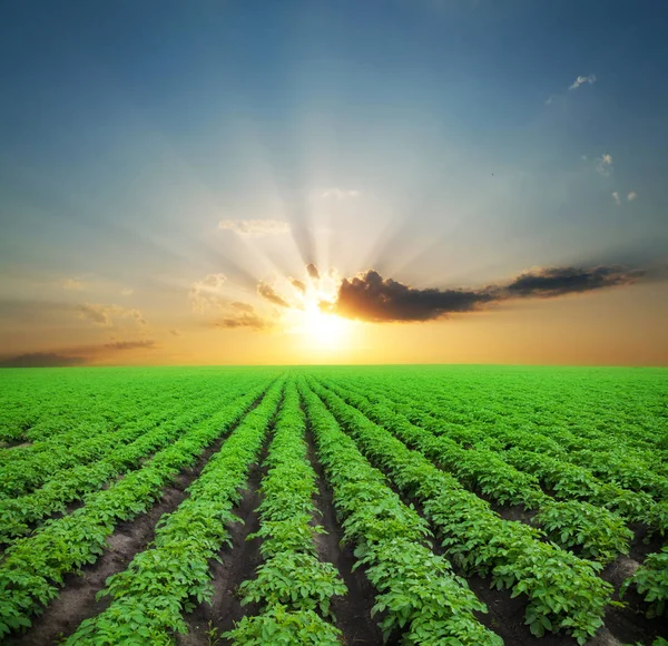 Campo verde di patate — Foto Stock