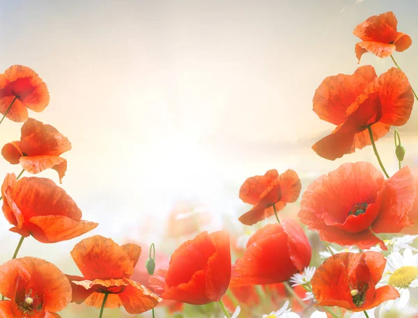 Poppy flowers in summer — Stock Photo, Image