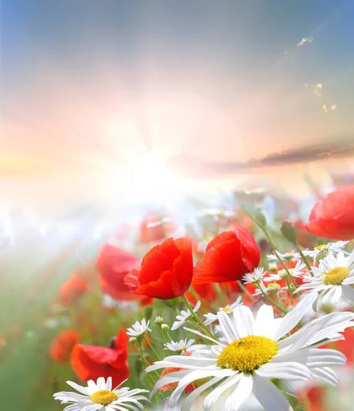 Flores de amapola en verano — Foto de Stock