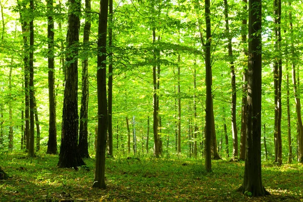 Lumière du soleil dans la forêt — Photo