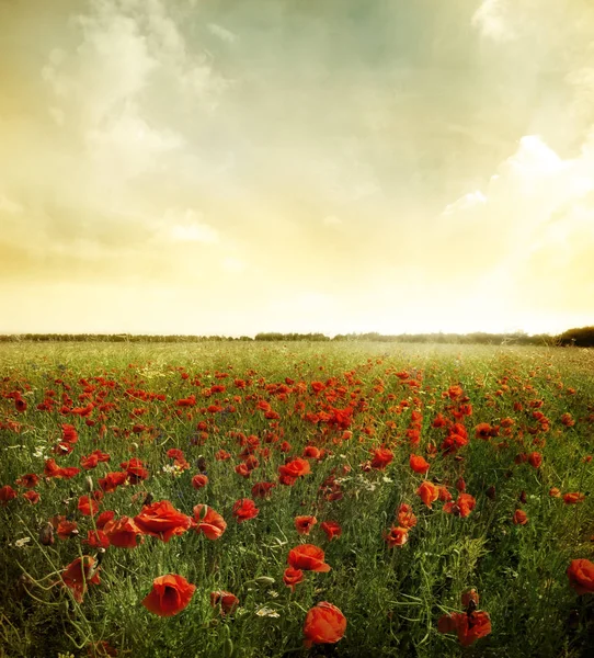 Fiore di papavero nel cielo — Foto Stock