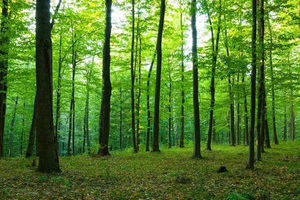 Luce del sole nella foresta — Foto Stock