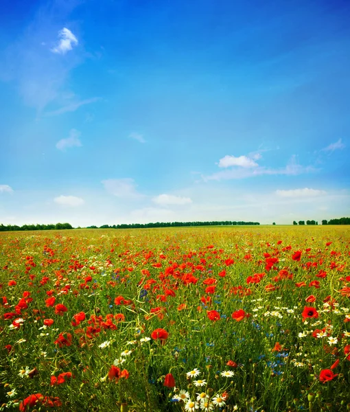 Poppy flower in the sky — Stock Photo, Image