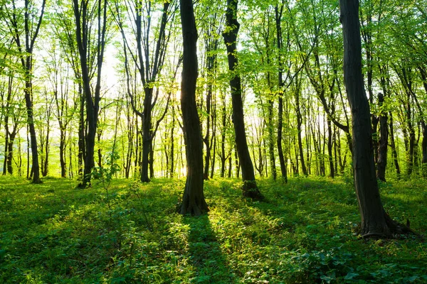 Tempo de primavera floresta — Fotografia de Stock