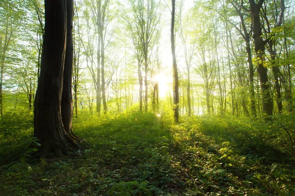 Tempo de primavera floresta — Fotografia de Stock