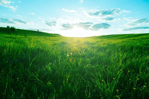 Verde prado cielo azul —  Fotos de Stock