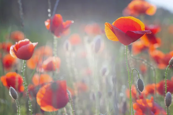 Vallmo blommor på sommaren — Stockfoto