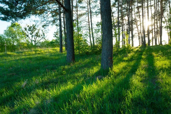 Napfény-erdő — Stock Fotó