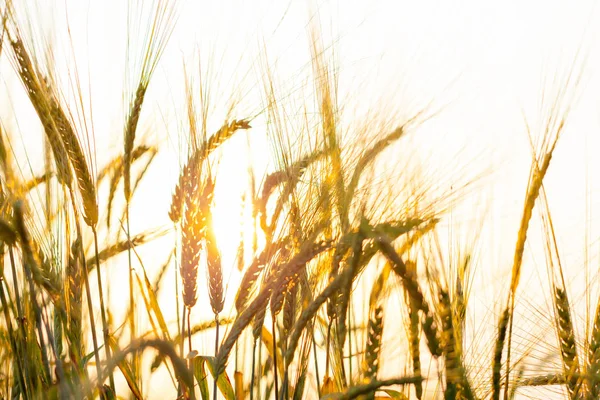 Пшеничное поле на закате солнца — стоковое фото