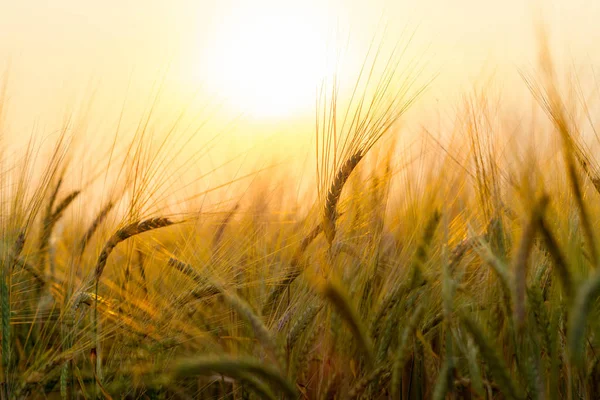 Campo de trigo no pôr-do-sol — Fotografia de Stock