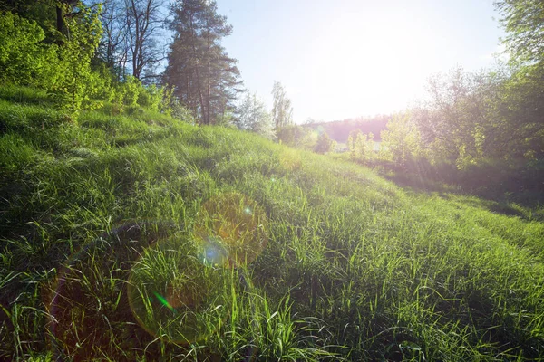 Grünes Gras und Sonnenuntergang — Stockfoto