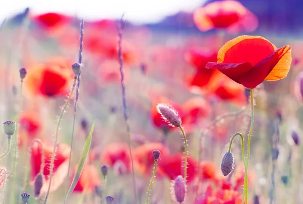 Flores de amapola en verano —  Fotos de Stock