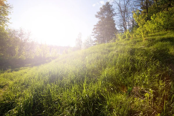 Grünes Gras und Sonnenuntergang — Stockfoto