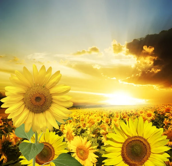 Bloemen zonnebloemveld — Stockfoto
