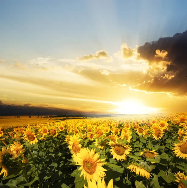 Bloemen zonnebloemveld — Stockfoto