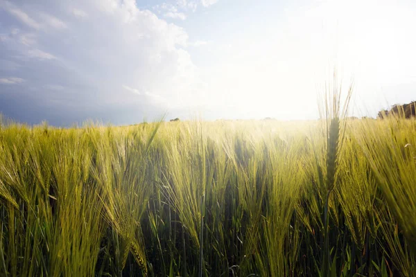 Goldenes Weizenfeld und sonniger Tag — Stockfoto