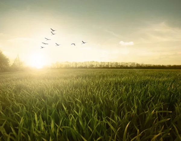 Зеленое поле птиц — стоковое фото
