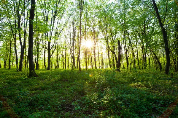 Skogen i morgon — Stockfoto