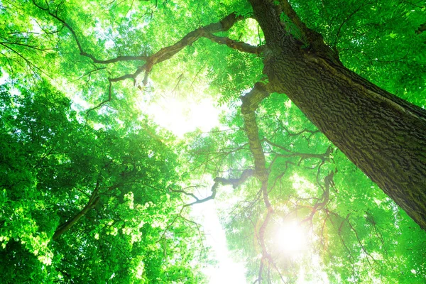 Luz solar na árvore da floresta — Fotografia de Stock