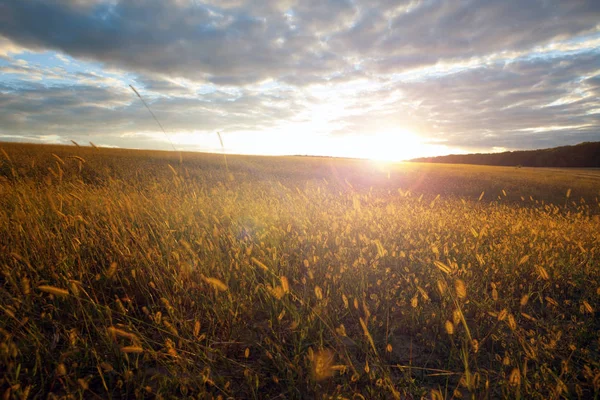 Grön äng blå himmel — Stockfoto