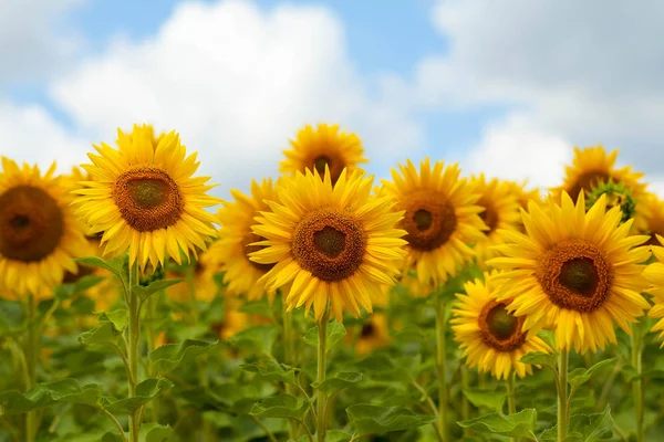 Fält av blommor av solrosor — Stockfoto