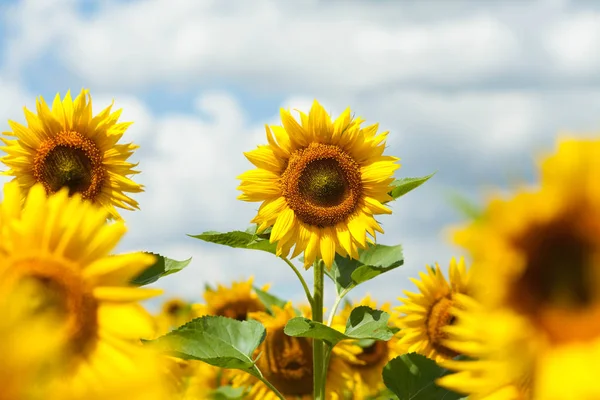 Louka plná květin slunečnice — Stock fotografie