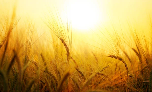 Пшеничное поле на закате солнца — стоковое фото