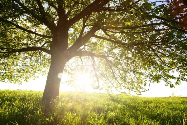 Green meadow — Stock Photo, Image