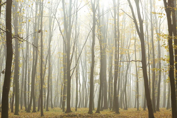 Foggy foresta autunnale — Foto Stock