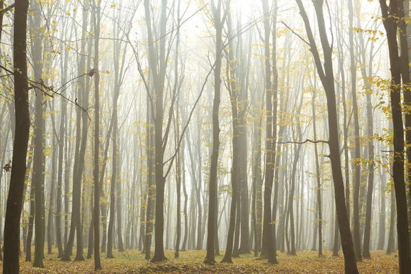 Dimmigt hösten skogen — Stockfoto