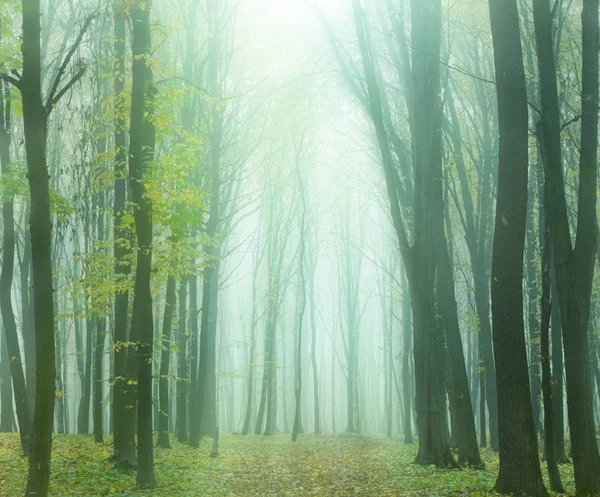 Ομιχλώδες δάσος φθινόπωρο — Φωτογραφία Αρχείου