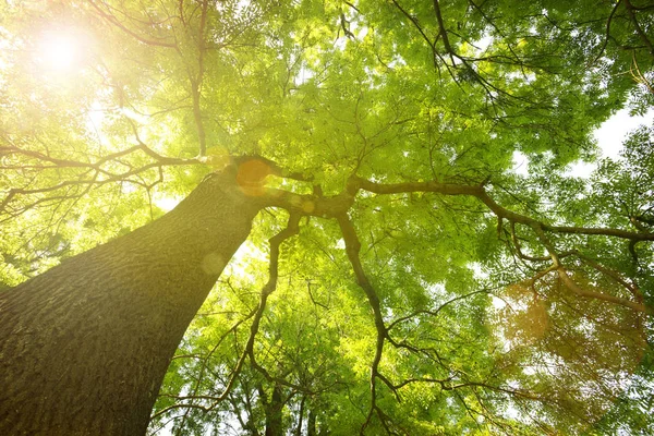 Forest trees — Stock Photo, Image