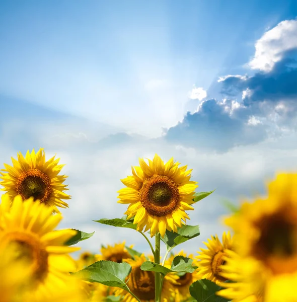 Fält av blommor av solrosor — Stockfoto