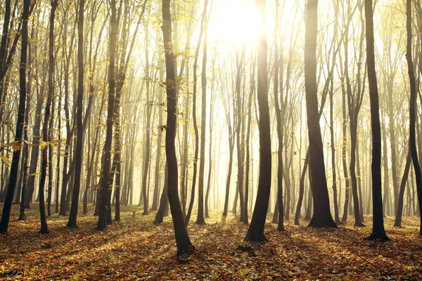 Dimmigt hösten skogen — Stockfoto