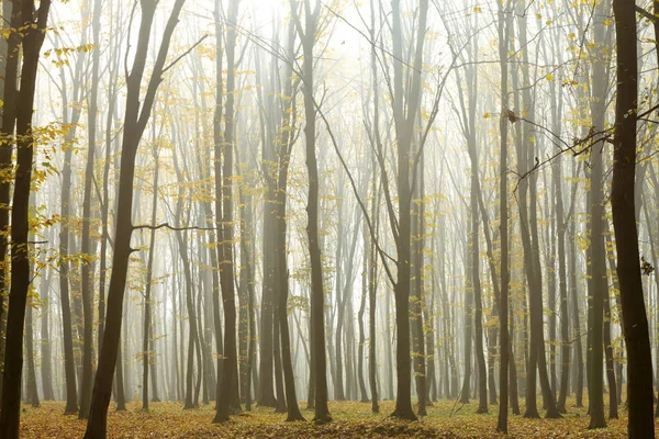 Nebliger Herbstwald — Stockfoto