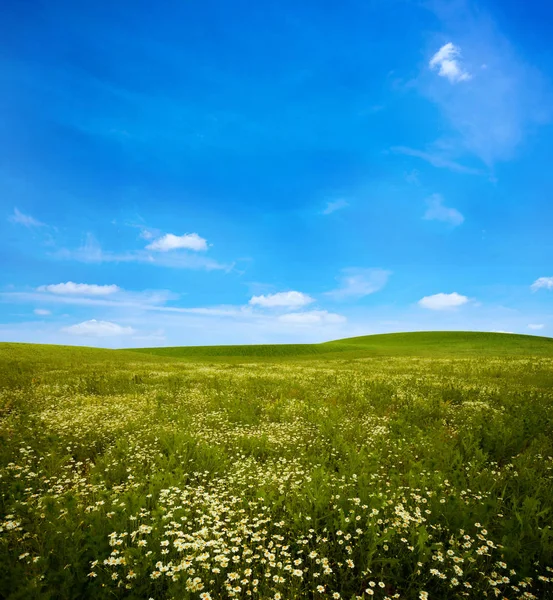 Grüne Wiese unter blauem Himmel — Stockfoto