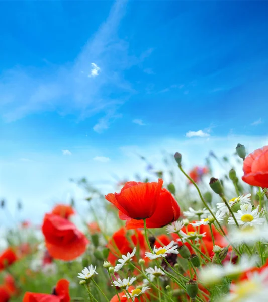 鲜艳的红色罂粟花朵的领域 — 图库照片