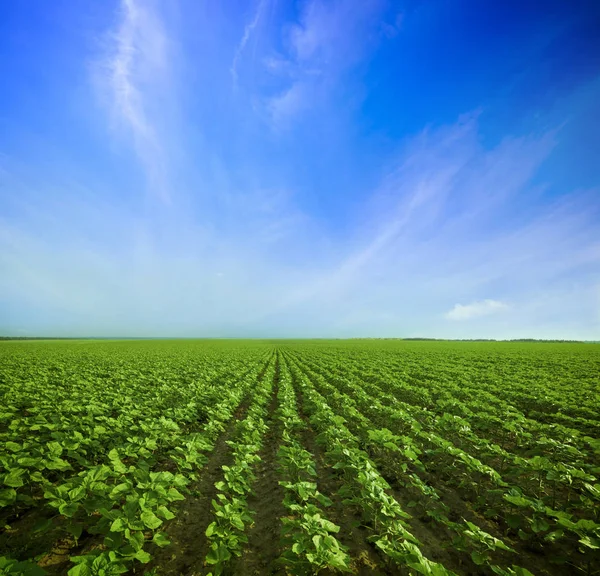 Grön äng under blå himmel — Stockfoto