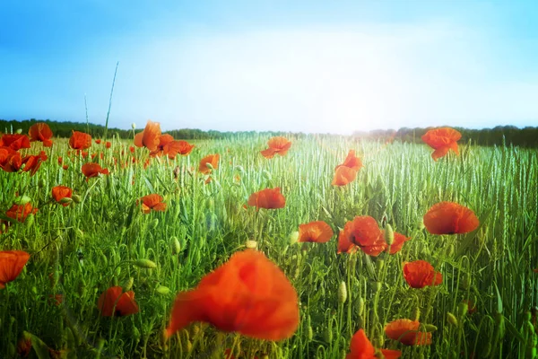 Poppy flower — Stock Photo, Image