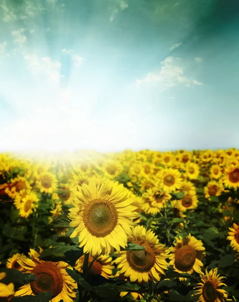 Gebied van bloemen van zonnebloemen — Stockfoto
