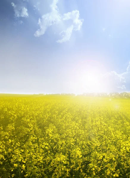 Solnedgången i det gula fältet — Stockfoto