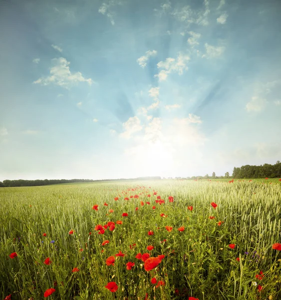 Field of bright red poppy flowers — Stock Photo, Image