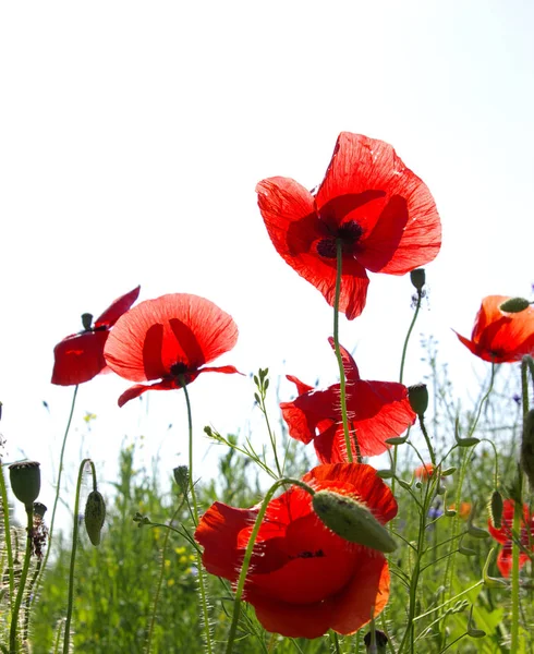 A mező a világos piros pipacs virágok — Stock Fotó