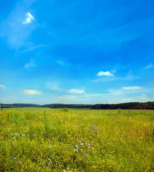 Зелений луг під блакитним небом — стокове фото