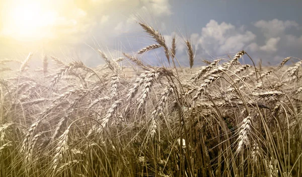 Wheat field — Stock Photo, Image