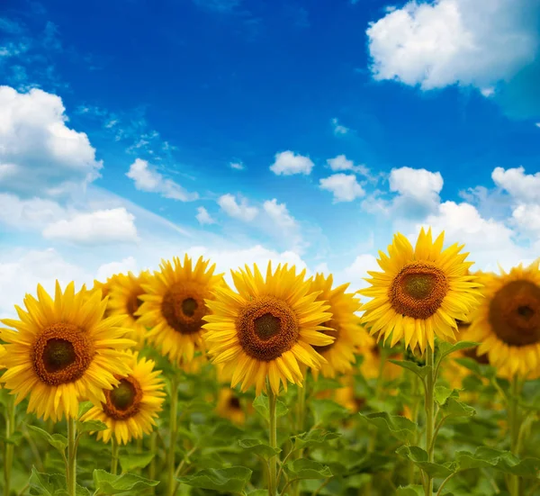 Fält av blommor av solrosor — Stockfoto