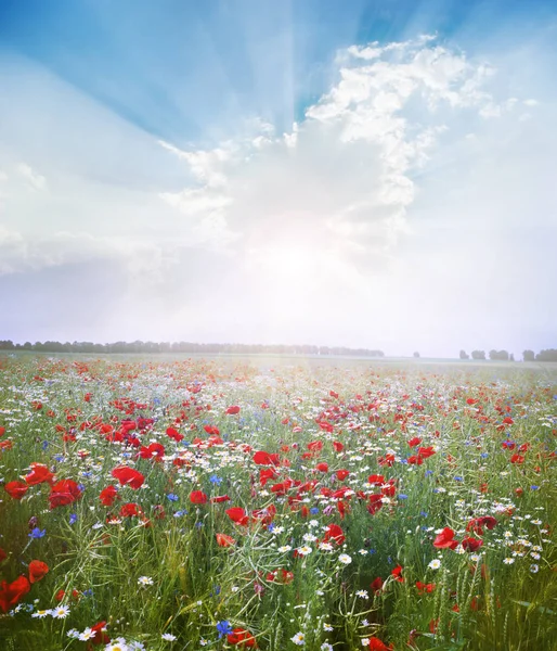 Campo di fiori di papavero rosso brillante — Foto Stock