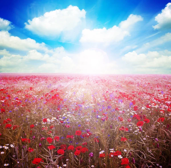 Field of bright red poppy flowers — Stock Photo, Image