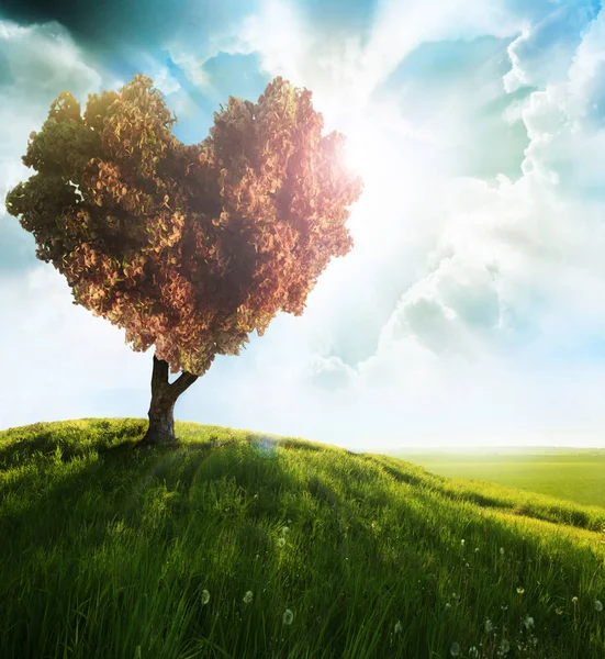 Campo verde com árvore de forma de coração — Fotografia de Stock